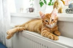 Мы включаем отопление в нашем доме сегодня, 25 сентября с 14.00.